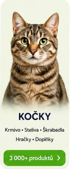 Kočky