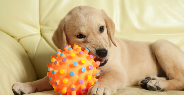 Ty pravé hračky pro štěňátka!