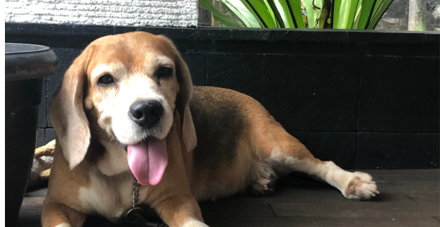 SENIOR – I šedivý čumáček může zářit spokojeností!