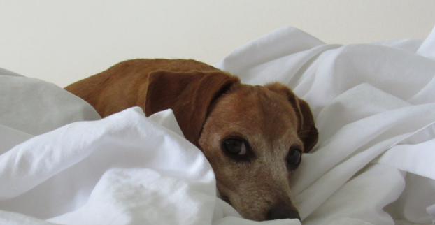 SENIOR – Co váš věrný parťák teď opravdu potřebuje!