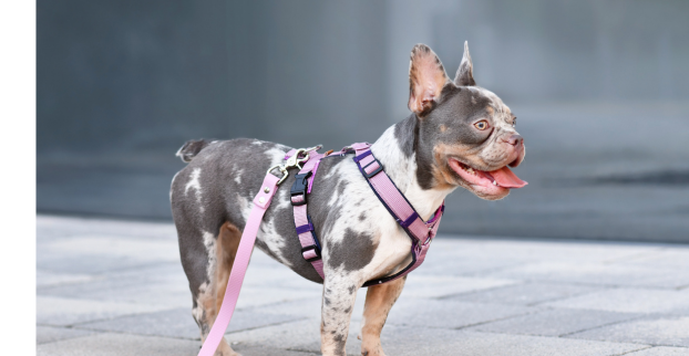 Obojek vs. postroj – jak vybrat to pravé?