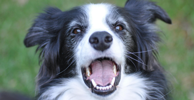 Jak pečovat o psí zoubky