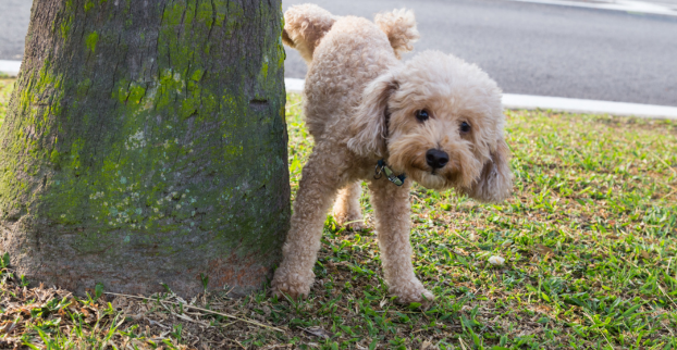 Jak naučit štěně čůrat venku a ne doma?