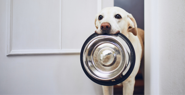 Proč pes hltá granule a jak to řešit?