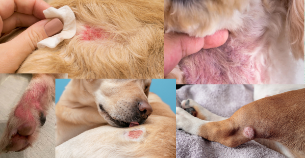 Alergie na granule – jak poznat a co s tím?