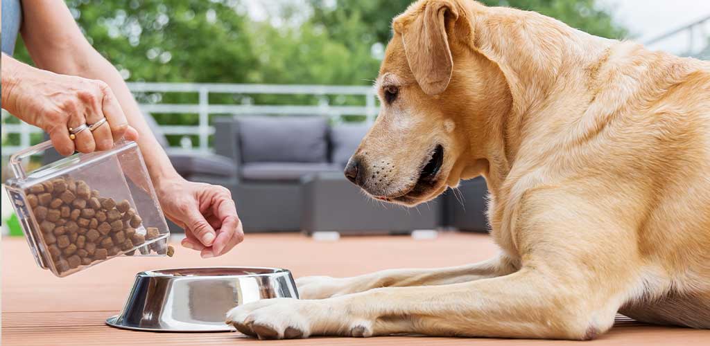 Jak často krmit psa podle věku?