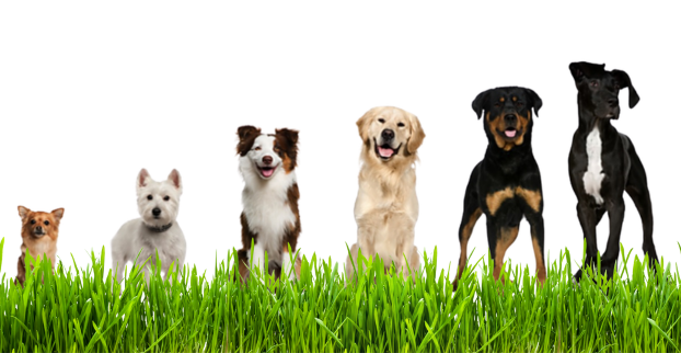 Kolik granulí denně pes potřebuje?