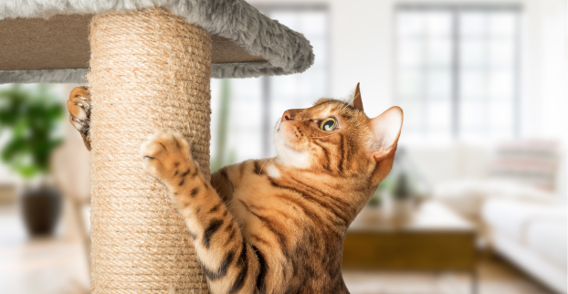 Proč jsou škrabadla pro kočky tak důležitá?