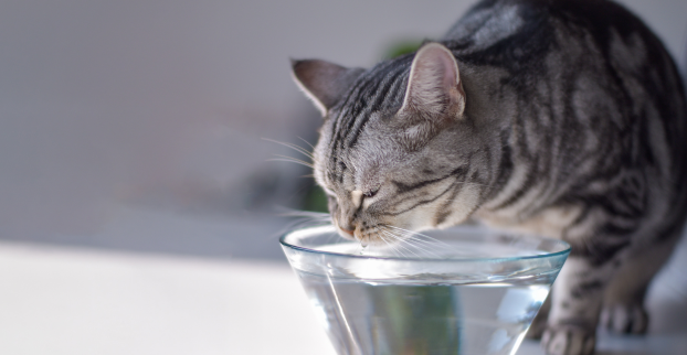 Kočka málo pije – co musíte udělat?