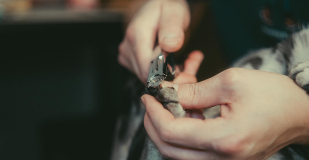 Stříhat nebo nestříhat kočce drápky? 