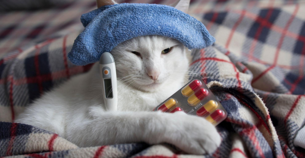 Kočka nechce žrát, ale jen pije – co to znamená?