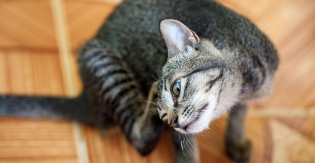 Kočka se pořád drbe – co to může znamenat?