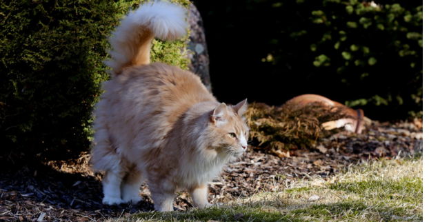 Kocourek začal značkovat po bytě. Co s tím ?