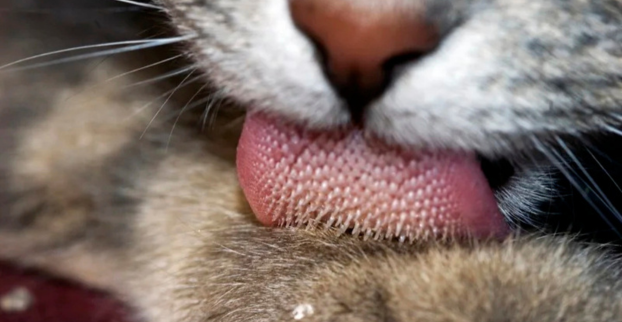 KočIčka zvrací chlupy a co s tím?