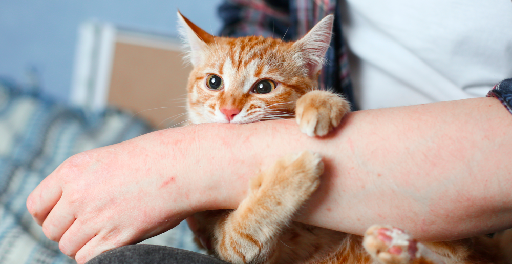 Proč kočka kouše při mazlení?