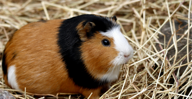 Jaké vybavení potřebuje malý hlodavec?