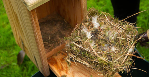 Proč je na jaře potřeba úklid hnízdících budek?