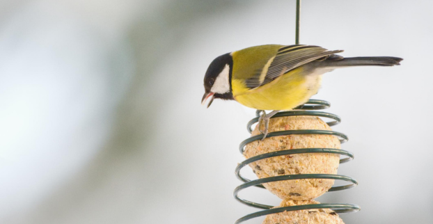 Je potřeba krmit v zimě venkovní ptactvo? A čím?