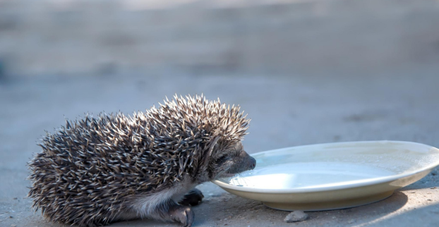 Máme ježka na zahradě – co pro něj můžu udělat?