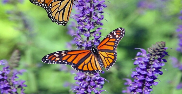 Na co přilákat motýly a včelky na zahradu?