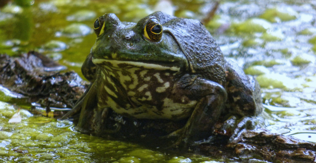 Jak přilákat žáby na zahradu a proč jsou užitečné?