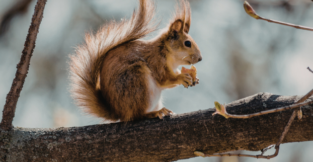 ZAHRADNÍ ZVÍŘÁTKA