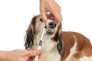 TRIXIE Tříhlavý zubní kartáček pro psy/kočky, 18 cm, bílá/šedá