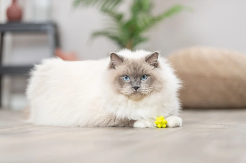 TRIXIE Ježaté kuličky mechová guma 3,5 cm 4ks