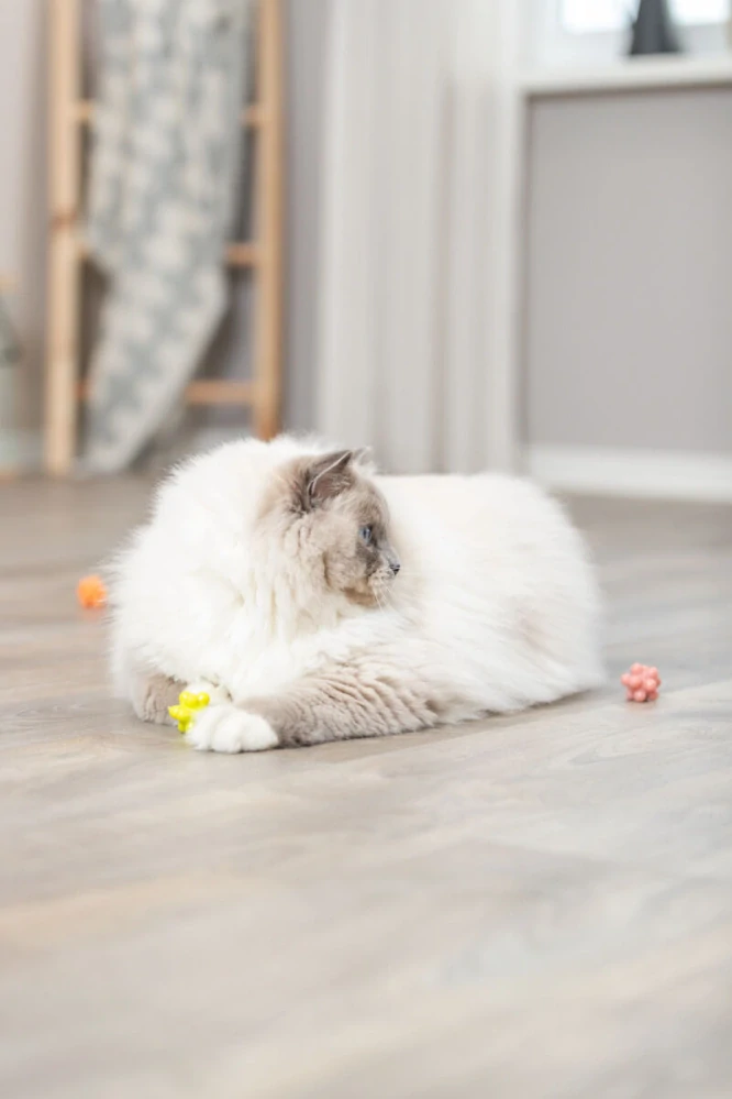 TRIXIE Ježaté kuličky mechová guma 3,5 cm 4ks