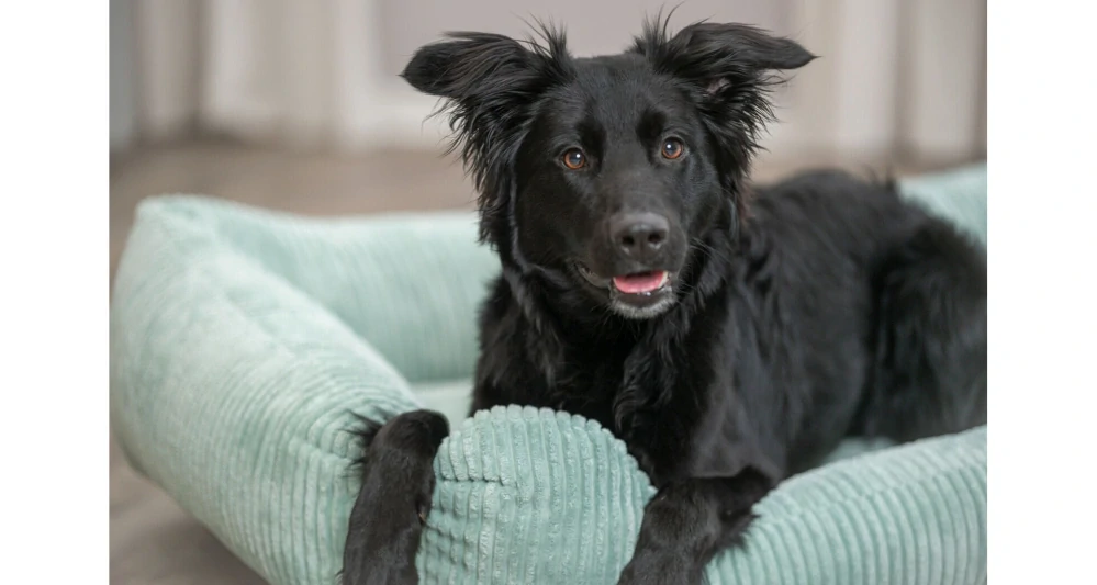 TRIXIE Vital Bed JONNA ortopedický obdélníkový pelech 120 x 80 cm, manšestrový plyš, šalvějová