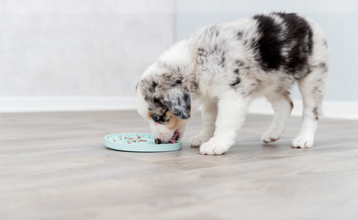 TRIXIE JUNIOR lízací talířek na pamlsky/paštiky 15 cm