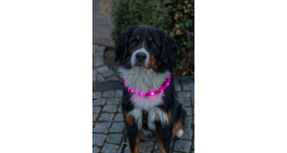 TRIXIE USB svítící obojek PLOCHÝ, růžový L-XL: 70 cm/30 mm