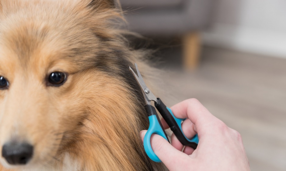 TRIXIE Nůžtičky malé na čumák a packy,  8 cm