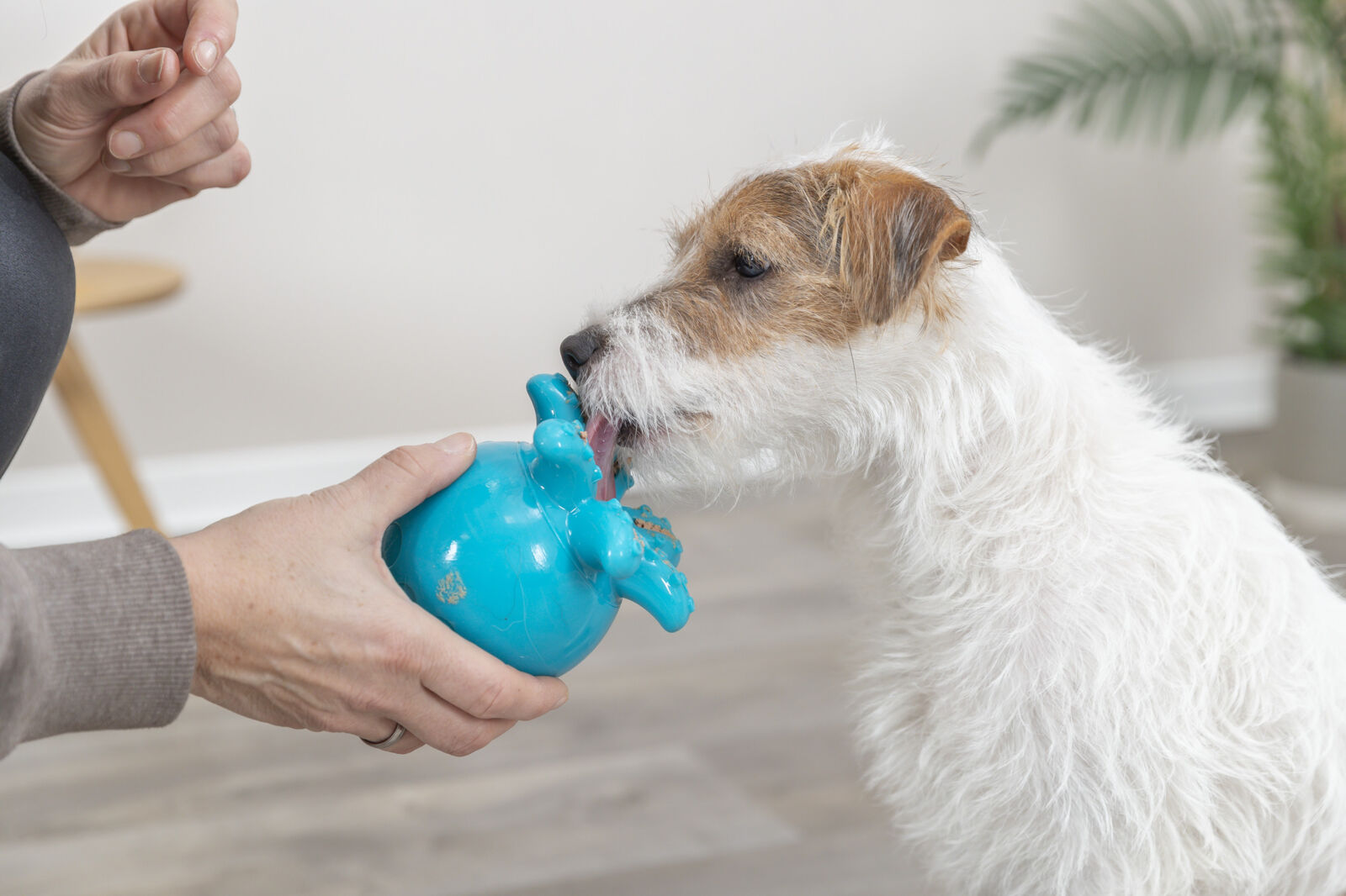 TRIXIE Snack Octopus - chobotnice na pamlsky, TPR, 11 cm