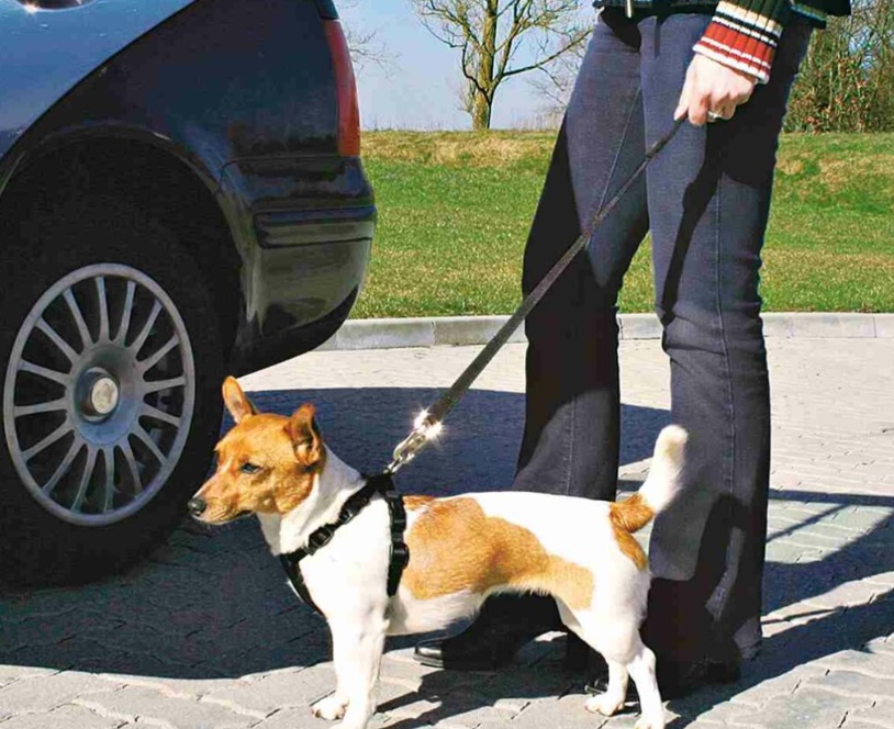 TRIXIE Postroj do auta pro psa S: 30-60 cm/20 mm, např. white teriér