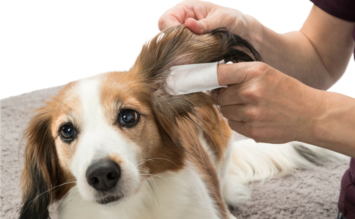 TRIXIE Ušní péče - jednorázové pečující návleky na prst, 50ks