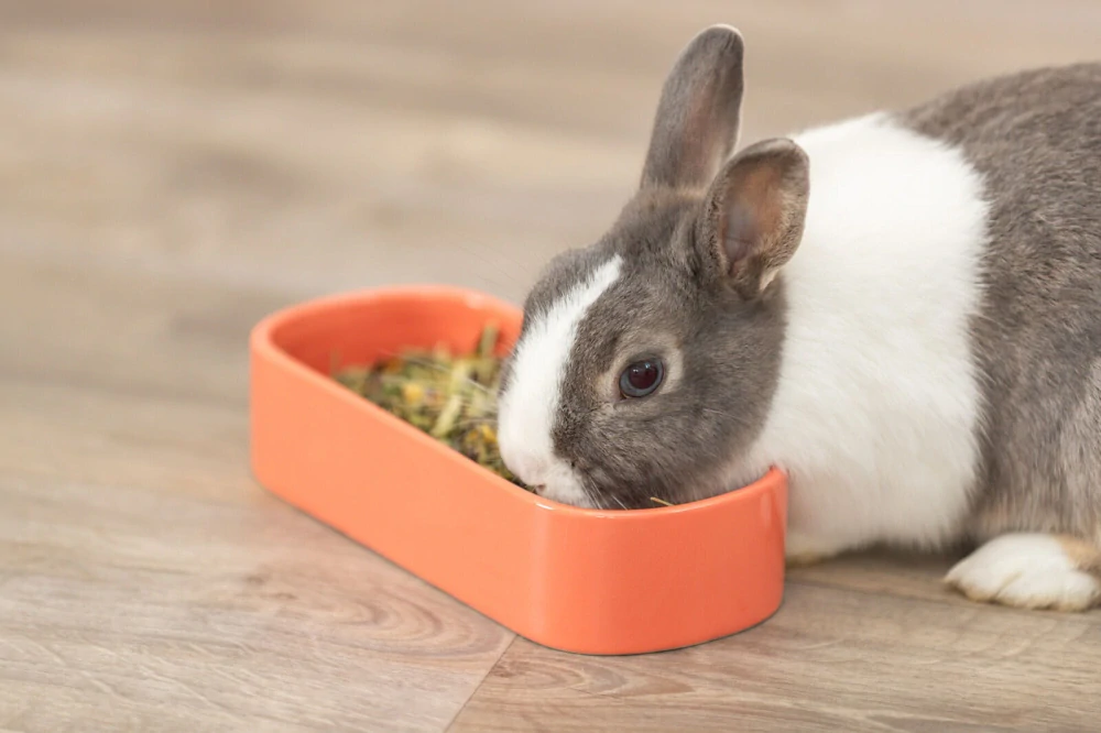 TRIXIE Keramická oválná miska "korýtko", 600 ml/22 x 10 cm, různé barvy