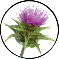 ostropestřec-bez textu@2x